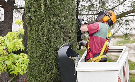 Line-Clearing-Fontenot-Landscaping-Services-Metro-Detroit-MI-Gallery Line-Clearing-Fontenot-Landscaping-Services-Metro-Detroit-MI-Gallery