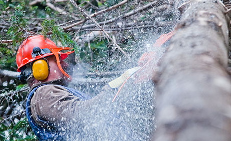 Tree-Removal-Fontenot-Landscaping-Services-Metro-Detroit-MI-Gallery